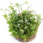 Cryptocoryne x purpurea – Hledejceny.cz