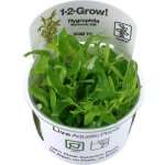 Hygrophila Siamensis 53B – Zboží Dáma