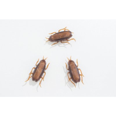 Interaktivní šváb na baterku 5 x 2,5cm, 1ks – Zboží Mobilmania
