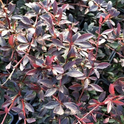 Berberis thunbergii 'Red Chief' Prodejní velikost: 020/030, Velikost hrnku: 0,5 l