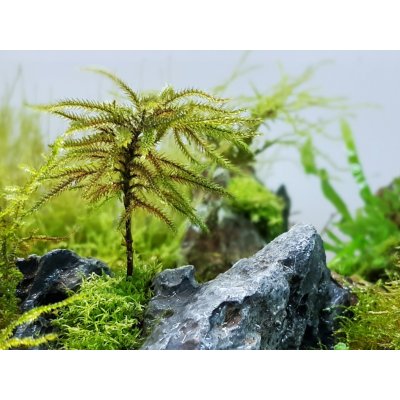 Climacium japonicum Tree Moss – Sleviste.cz