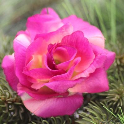 Látková vazbová růže - růžovofialová - VL0790 – Zboží Mobilmania