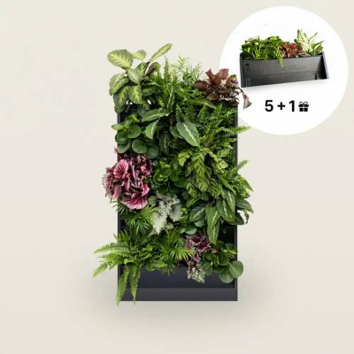 PlantBox - Živá stěna 5 modulů – Hledejceny.cz