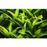 Hygrophila corymbosa Stricta – Zboží Dáma