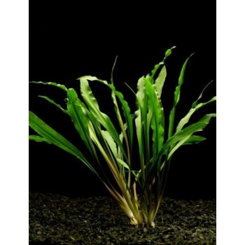 Cryptocoryne albida