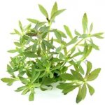 Limnophila hippuridoides – Sleviste.cz