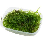 Taxiphyllum barbieri - jávský mech – Hledejceny.cz