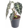 Květina Alokázie, Alocasia polly, průměr květináče 12 cm