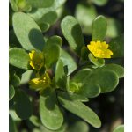 Šrucha zelná Golden - Portulaca oleracea - prodej semen - 100 ks – Sleviste.cz