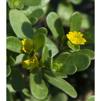 Šrucha zelná Golden - Portulaca oleracea - prodej semen - 100 ks – Sleviste.cz