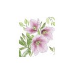 Čemeřice 33x33 UBF002678 – Sleviste.cz