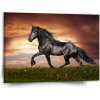 Obraz SABLIO Obraz Friský kůň Varianta: 120x80cm