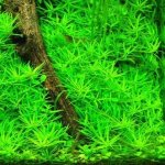 Limnophila sp. Mini Vietnam – Hledejceny.cz
