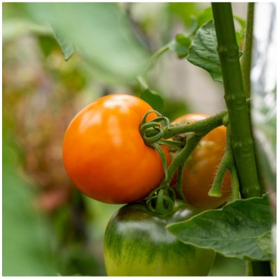 Rajče Wellington F1 - Solanum lycopersicum - semena rajčete - 7 ks – Zboží Mobilmania