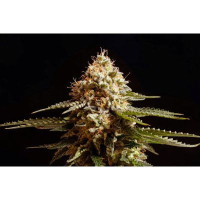 La Blanca - Fem - Kannabia Seeds ks: 1