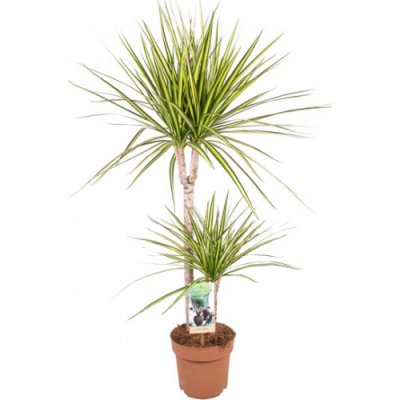 Dračinec vroubený, Dracaena marginata Sunray, 2 výhony, průměr květináče 17 cm – Zbozi.Blesk.cz