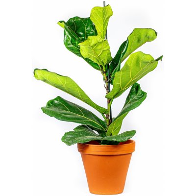 Gardners Ficus lyrata, průměr 21 cm Fíkovník lyrovitý – Zboží Mobilmania