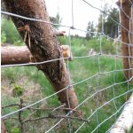 Lesnické uzlové pletivo 180/15/15 – Sleviste.cz