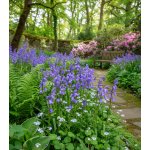 Hyacintovec 'Non-skripta' 10 ks – Zboží Dáma