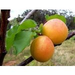 Sedmikráska ovocno bylinný sirup Meruňka s rozmarýnem 0,5 l – Hledejceny.cz