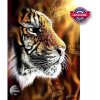 Puzzle ANATOLIAN Divoký tygr 1000 dílků