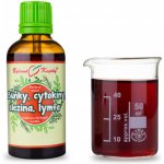 Bylinné kapky Pavlovy bylinné kapky Buňky cytokiny slezina lymfa Netopýr 3 tinktura 50 ml – Hledejceny.cz