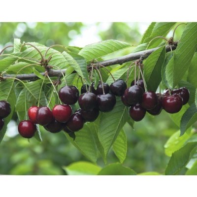 Třešeň chrupka BIO černá FloraSelf Bio Prunus avium 'Velká černá 120-150 cm květináč 7,5 l – Zbozi.Blesk.cz