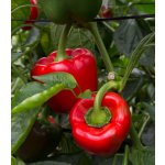 Paprika California Wonder Capsicum annuum semena papriky 20 ks – Hledejceny.cz