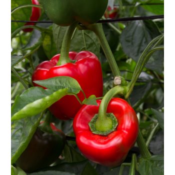 Paprika California Wonder - Capsicum annuum - semena papriky - 20 ks