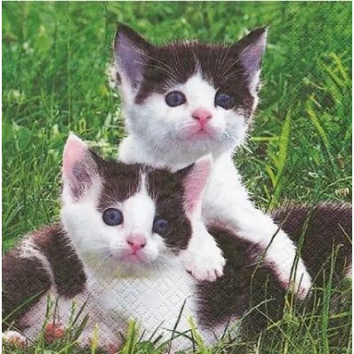 Ubrousek 33x33cm Černo bílé koťátka – Zboží Dáma