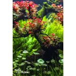 Ludwigia sp. Super Red 5,5 cm – Zboží Mobilmania