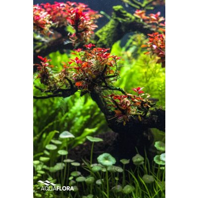 Ludwigia sp. Super Red 5,5 cm – Zboží Mobilmania