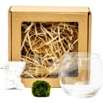 Gardners Skleněná váza boule 8 cm a 1 řasokoule v dárkovém balení Cladophora Aegagropila – Hledejceny.cz