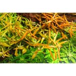 Ludwigia brevipes – Sleviste.cz
