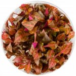 Alternanthera reineckii Rosanervig – Zboží Dáma