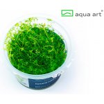 Hottonia inflata - Žebratka zploštělá – Zboží Dáma