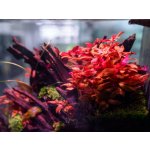 Alternanthera reineckii Mini – Zboží Dáma