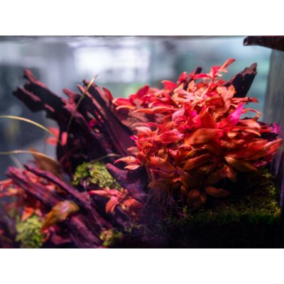 Alternanthera reineckii Mini 5,5 cm – Zboží Mobilmania