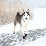 Ochranné boty WALKER ACTIVE, 2 ks L: např. labradorský retrívr – Zboží Mobilmania
