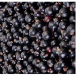 NEGOCIO Rybíz černý mražený za 1kg (1bal 10 kg ) 1bal v kartonu – Zboží Dáma