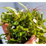 Caulerpa serrulata - Řasnatka pilovitá – Zboží Dáma