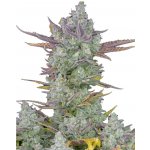 420 Fast Buds Gorilla Cookies AUTO semena neobsahují THC 3 ks – Hledejceny.cz