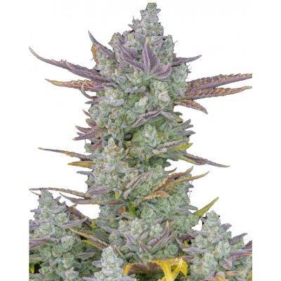 420 Fast Buds Gorilla Cookies AUTO semena neobsahují THC 3 ks – Hledejceny.cz