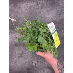 Pelargonium graveolens jablko – Sleviste.cz