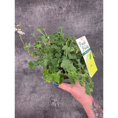 Pelargonium graveolens jablko – Sleviste.cz