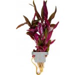 Alternanthera reineckii Pink – Zboží Dáma