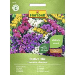 Limonka FloraSelf Statice mix