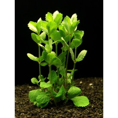 Hygrophila difformis emer. – Zboží Mobilmania