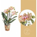 Orchidej Můrovec, Phalaenopsis Kolibri Trento, 2 výhony, žluto - vínová – Zboží Mobilmania