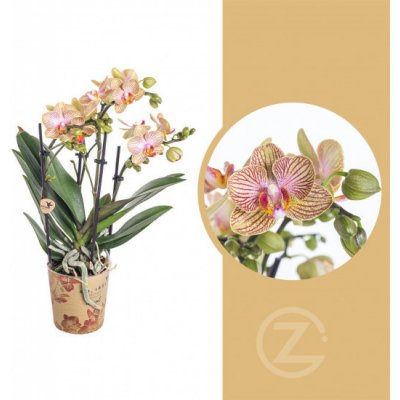 Orchidej Můrovec, Phalaenopsis Kolibri Trento, 2 výhony, žluto - vínová – Zboží Mobilmania